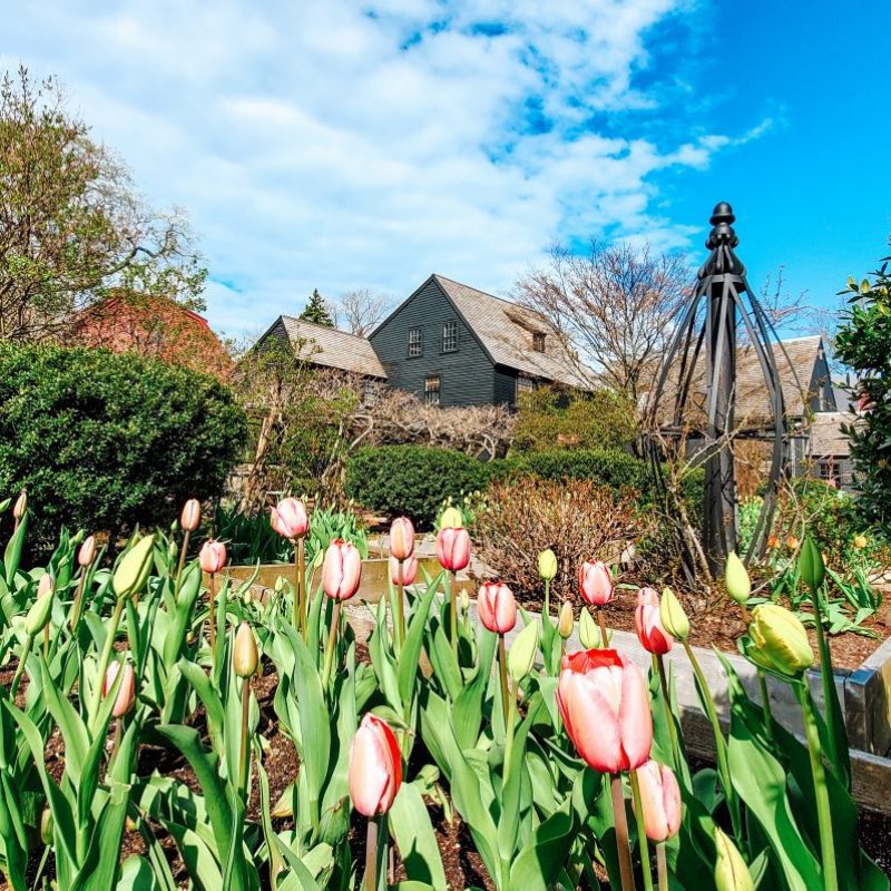 Tulips in the garden at House of Seven Gables in Salem, Massachusetts