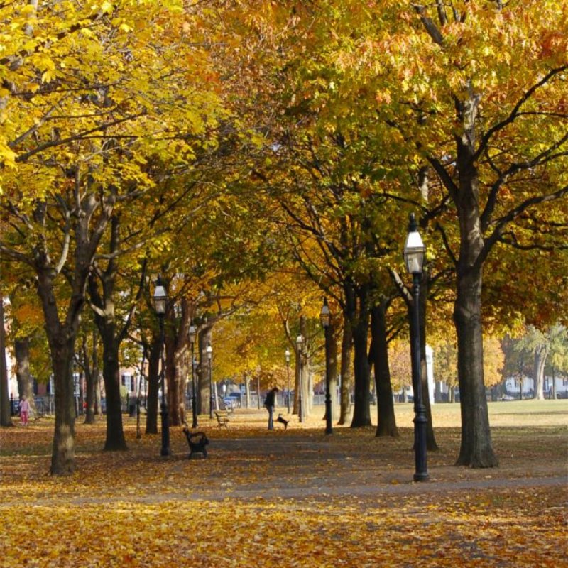 Fall Foliage in the Salem Common