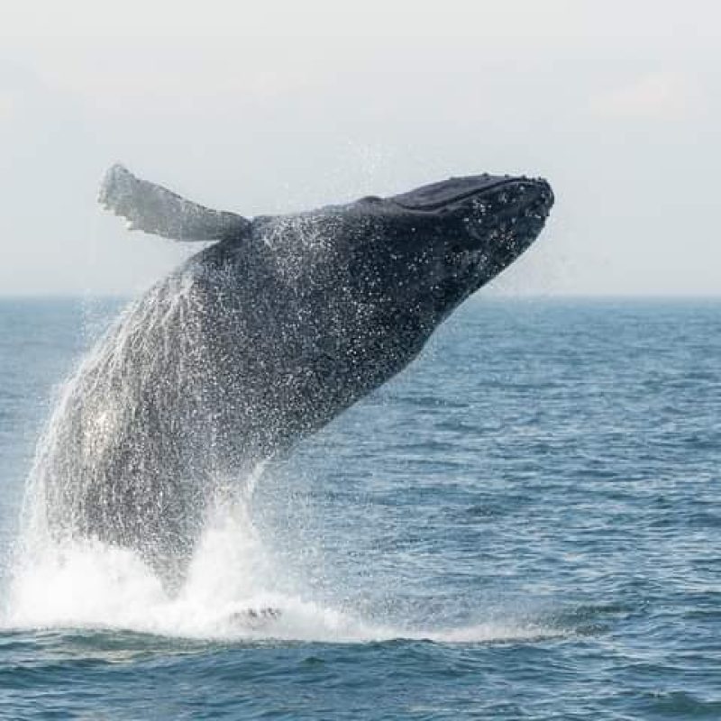 Whale breach 7 Seas Whale Watching