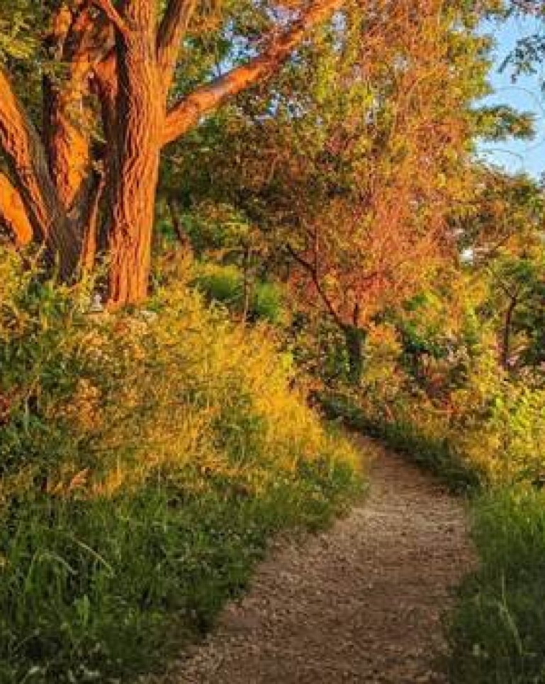 A trail in the woods