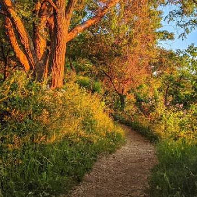 A trail in the woods