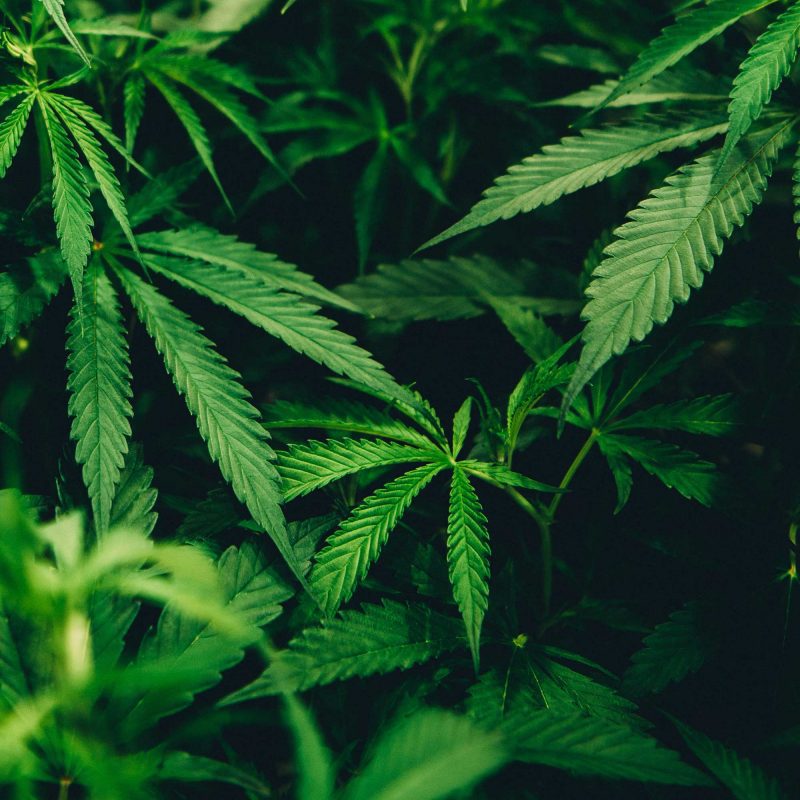 marijuana leaves