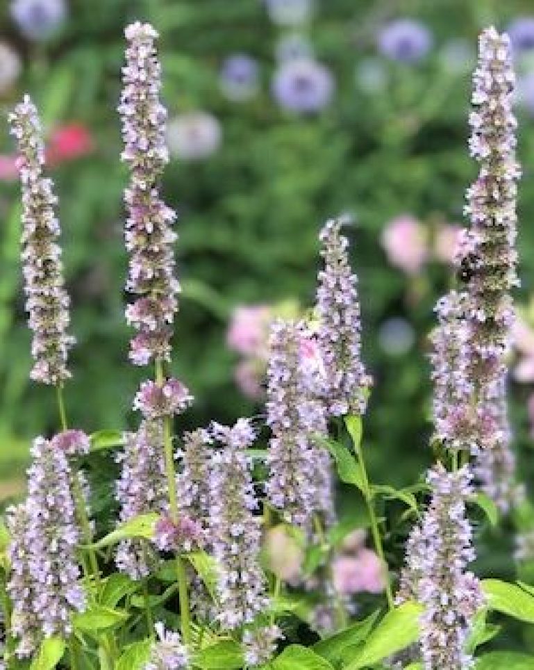 Flowers in a garden