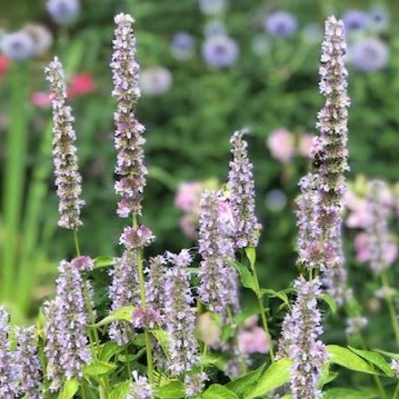 Flowers in a garden