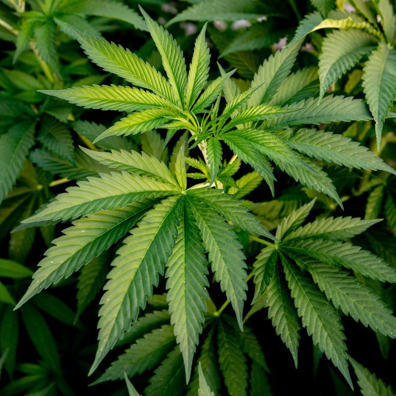marijuana leaves