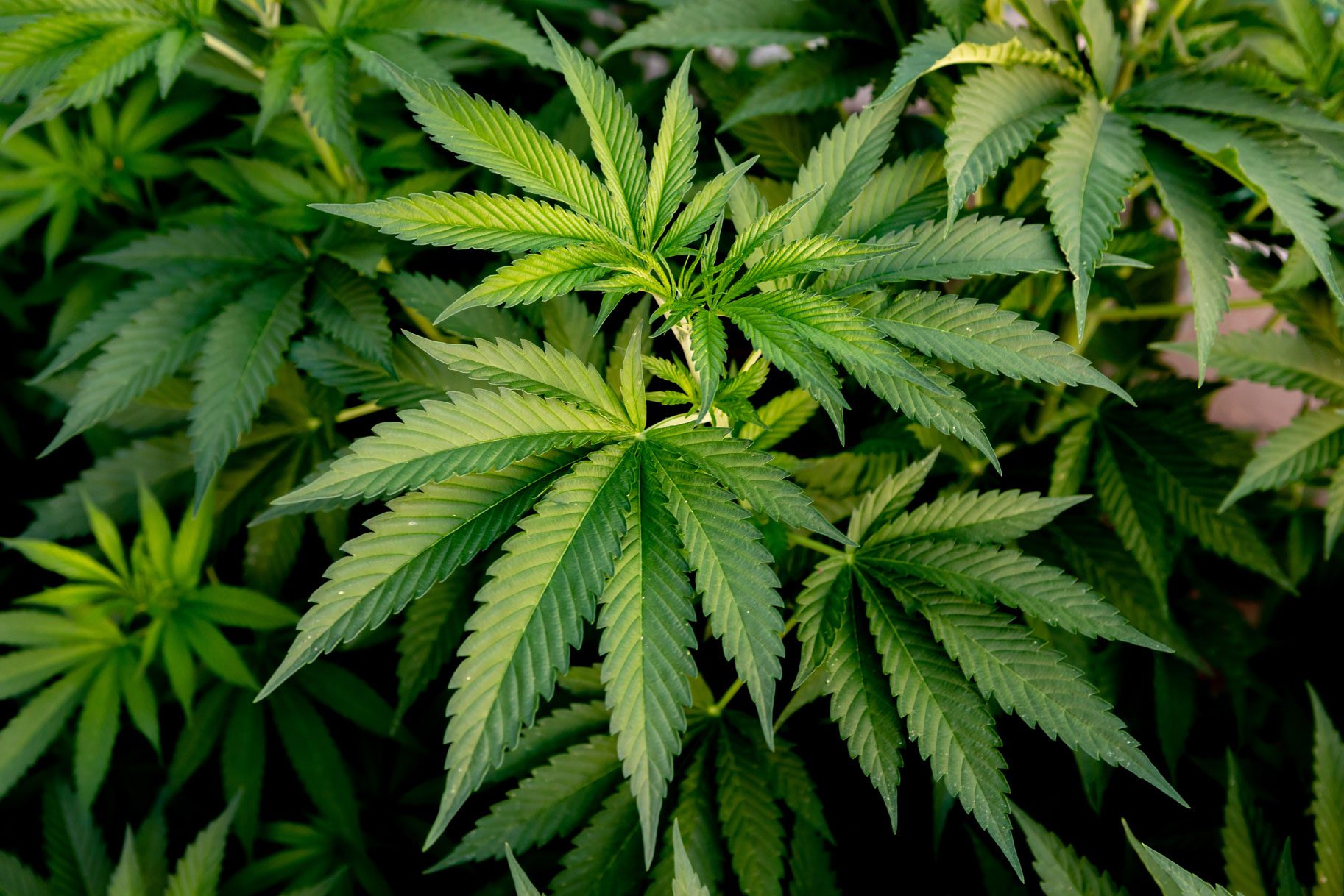 marijuana leaves