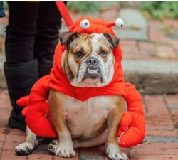 Howl-o-ween Pet Parade