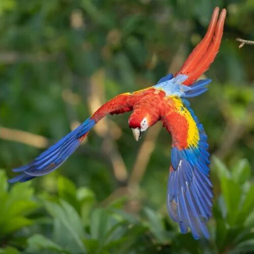 Hornbills, Macaws and Birds of Paradise: Filming Birds for Science and Conservation